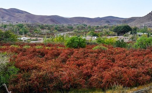 روستاهای خراسان جنوبی لباس سرخ زرشک را به تن کرده اند