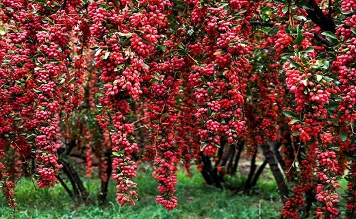 زرشک کاران خواستار قیمت گذازی منصفانه هستند