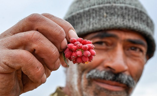 زرشک کاران خراسان جنوبی از برداشت محصولی مرغوب خرسندند