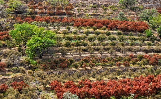 زرشک خراسان جنوبی صادرات کمی دارد
