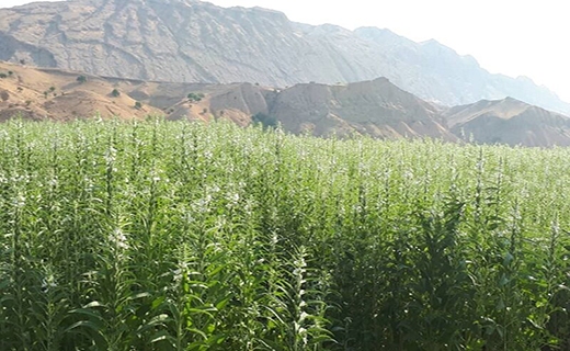 کشت محصول کنجد