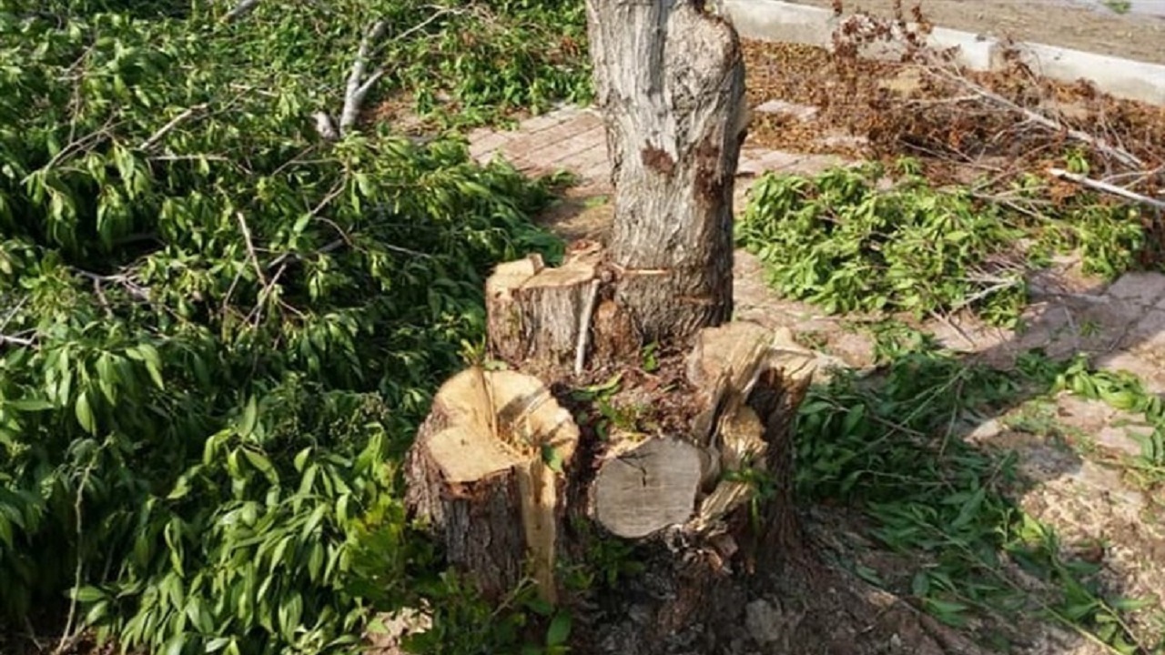 دستگیری اَره به دستان غیر مجاز درختان جنگلی
