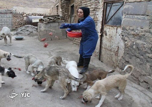 پناهگاه سگ&zwnj;های بی&zwnj;صاحب باید به نقاهتگاه تبدیل شود