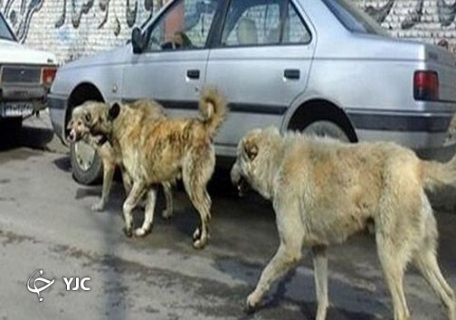 سرانجام معضل سگ&zwnj;های بی صاحب به کجا رسید؟