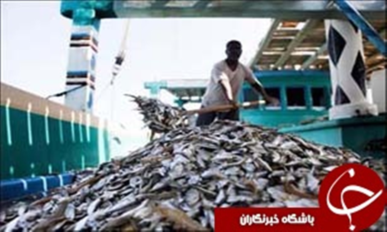 آغاز صید شیر ماهی در پارسیان
