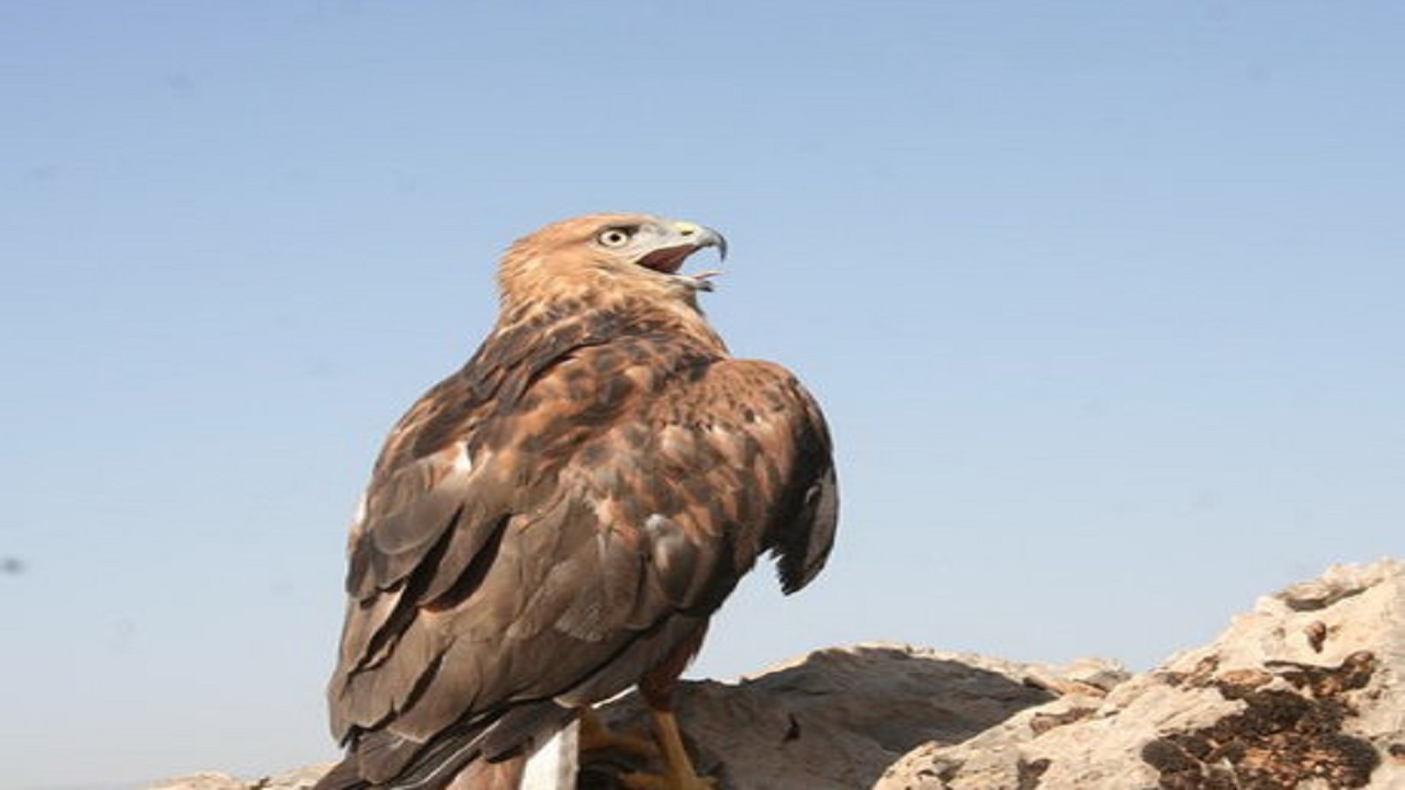 نجات جان یک بهله عقاب نابالغ در ساوجبلاغ