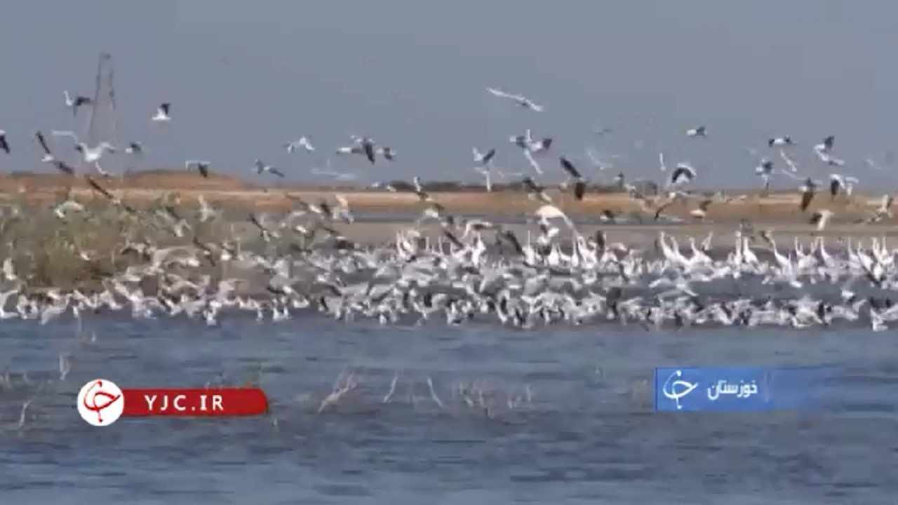 میزبانی هورالعظیم از پرندگان مهاجر+فیلم