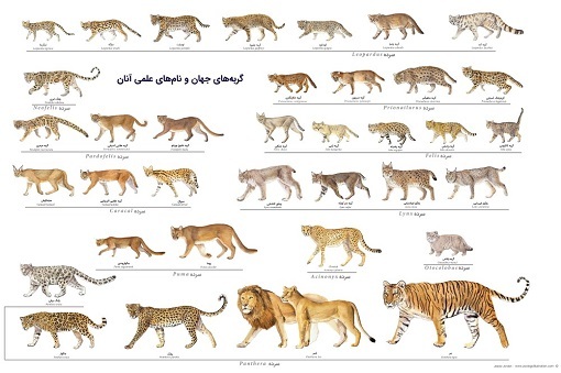 آیا پلنگ دره&zwnj;ی پنجشیر ایرانی است؟ / روح فراری از انسان پادشاه کوهستان و آسمان&zwnj;ها + فیلم