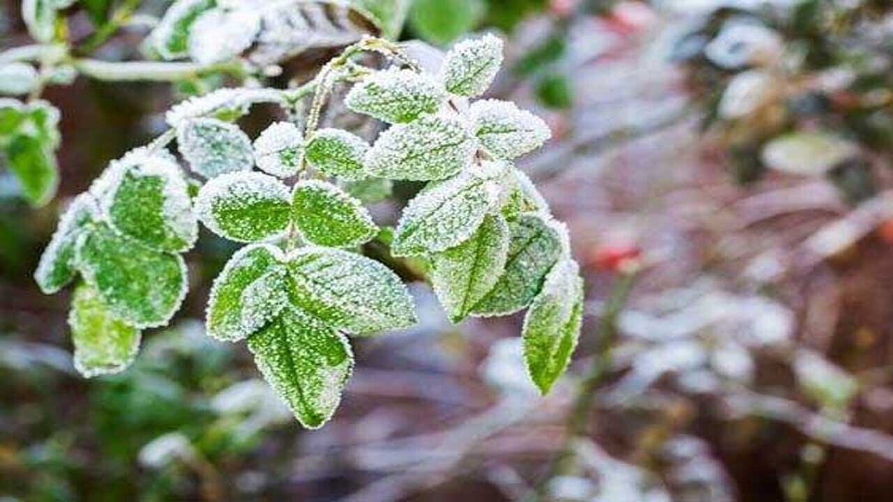 باغداران و کشاورزان استان سمنان برای سرمای چند روزه آماده باشند
