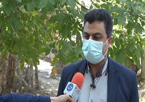 ریشه گردو در اقتصاد و فرهنگ شهمیرزاد