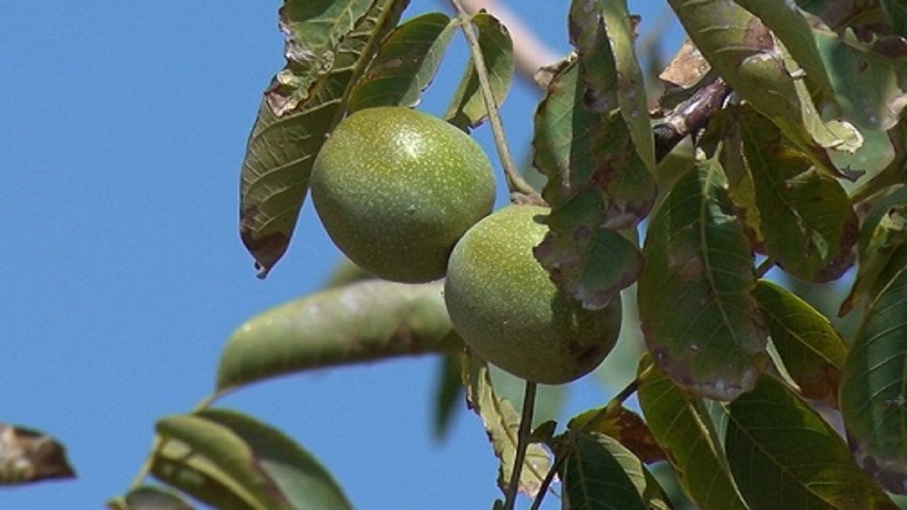 ریشه گردو در اقتصاد و فرهنگ شهمیرزاد
