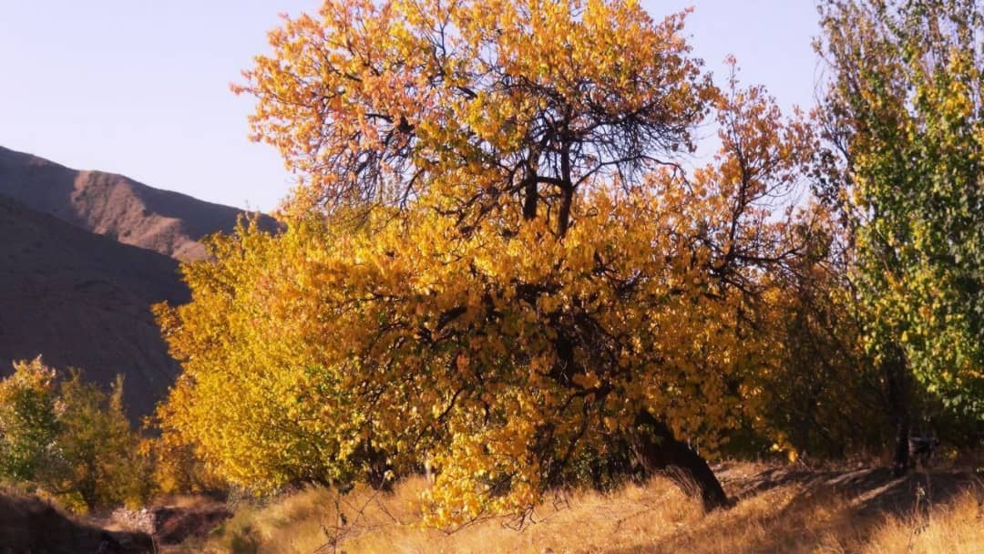 طبیعت پاییزی