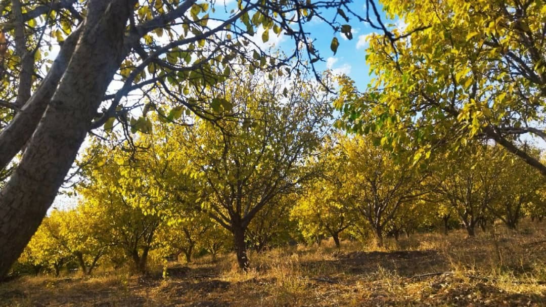 طبیعت گردی