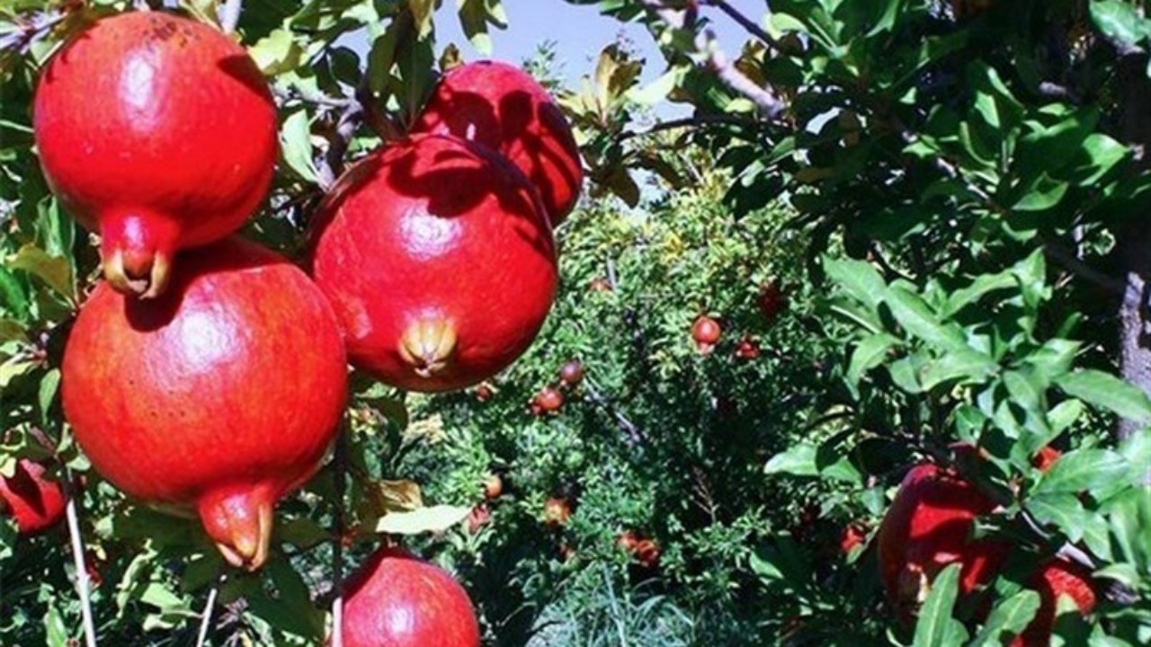 یاقوت سرخ کاشان به بار نشست