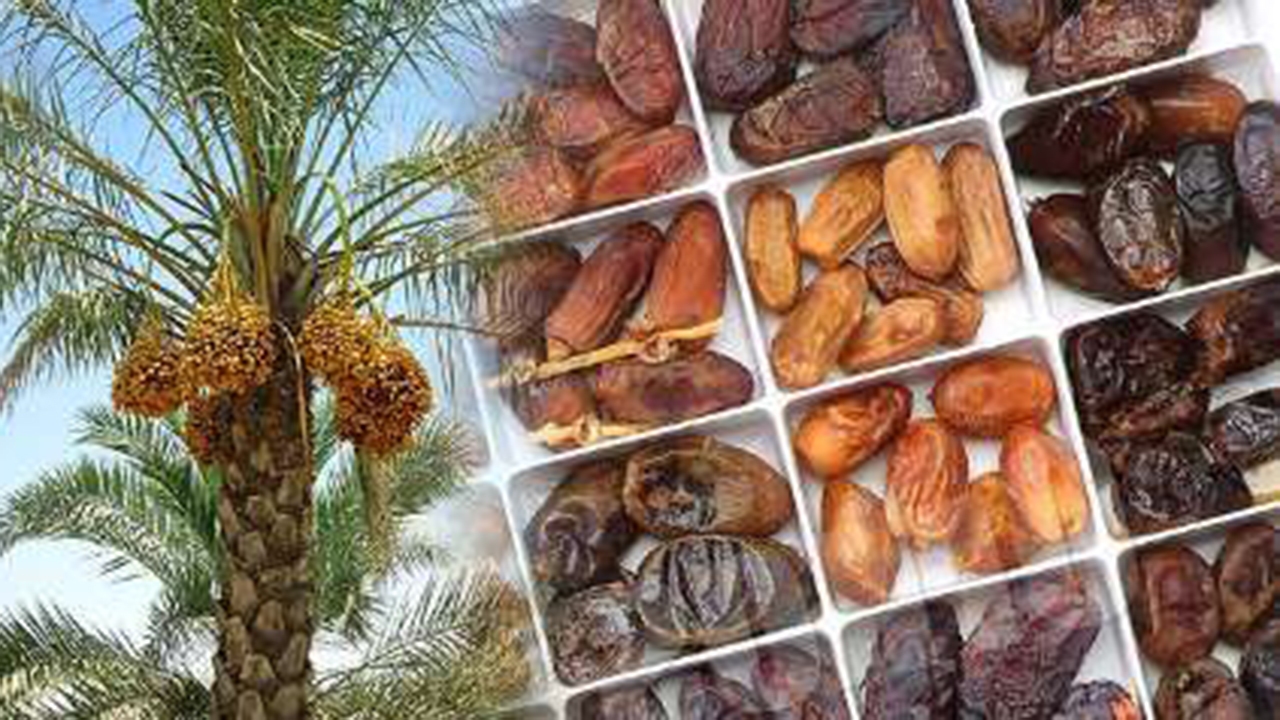 خرید خرمای شا‌هانی جهرم در دستور کار سازمان تعاون روستایی فارس