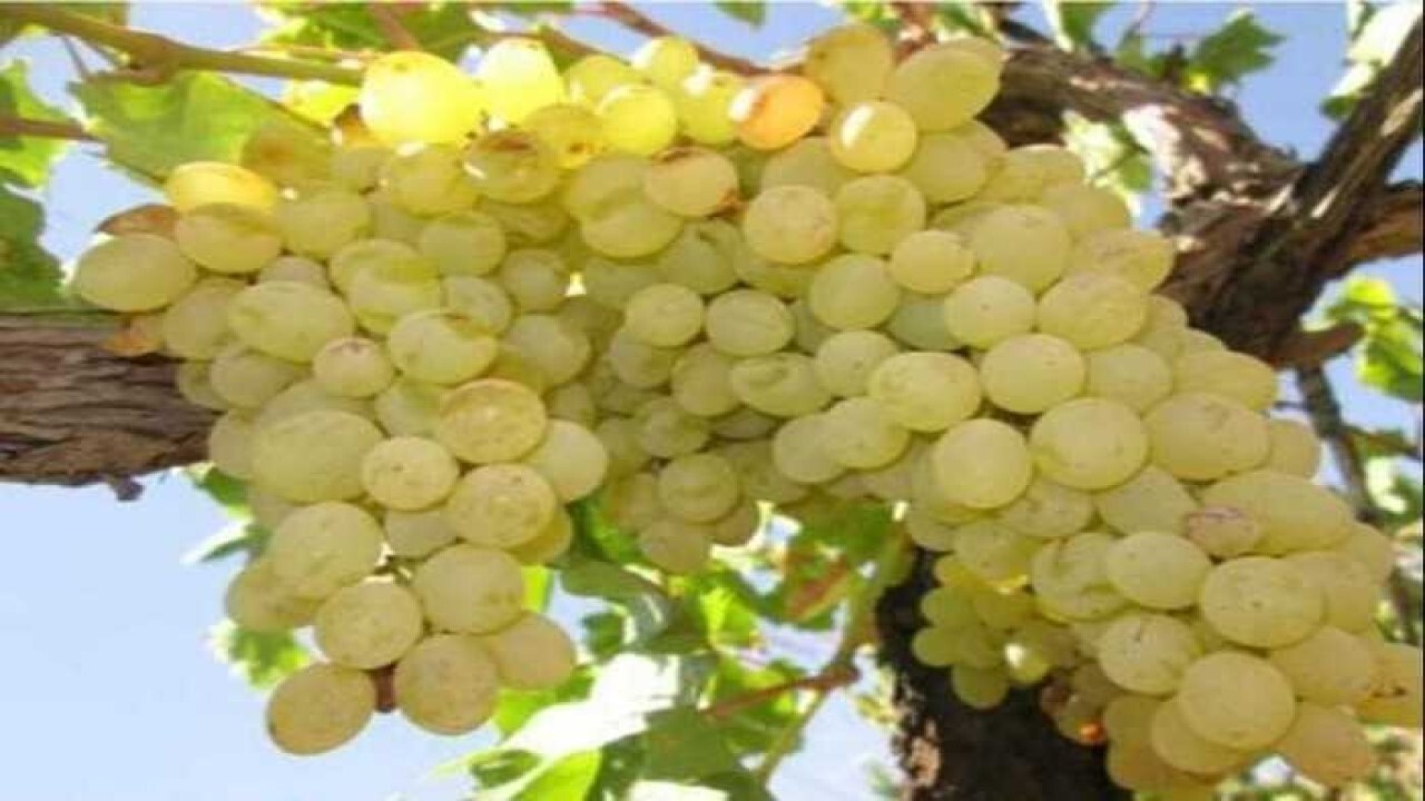 سود تاکداران فاروجی در جیب استان‌های دیگر