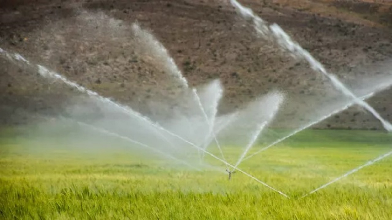 ۷۵هزار هکتار از اراضی اصفهان زیر کشت گندم می‌رود
