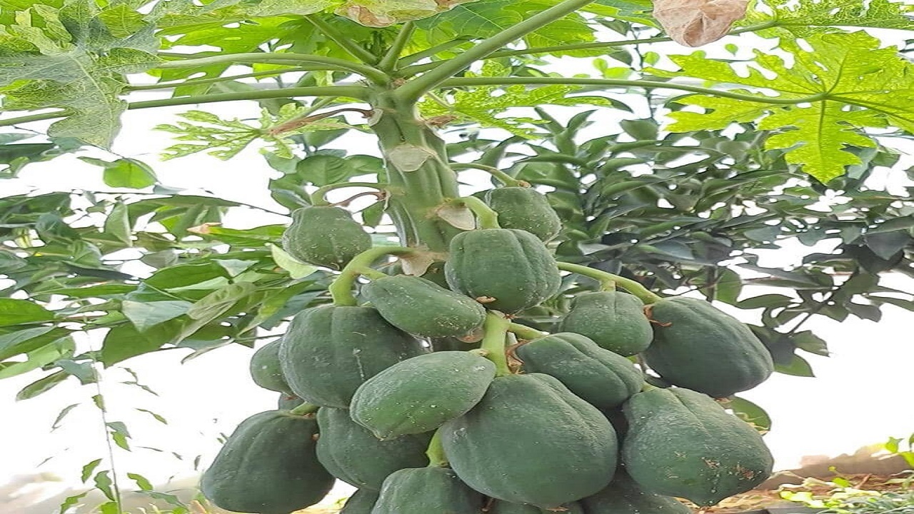 آغاز کشت گیاه پاپایا در جوین