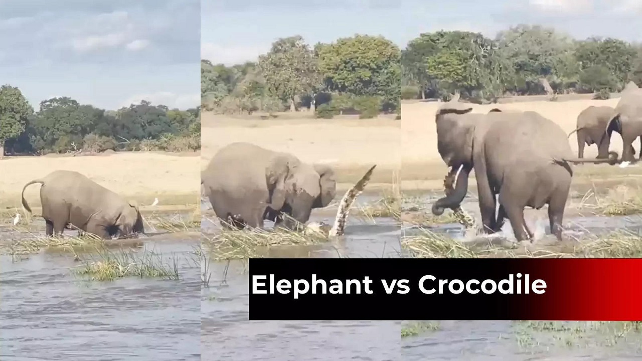 عاقبت حمله کروکدیل به بچه فیل در مقابل مادرش