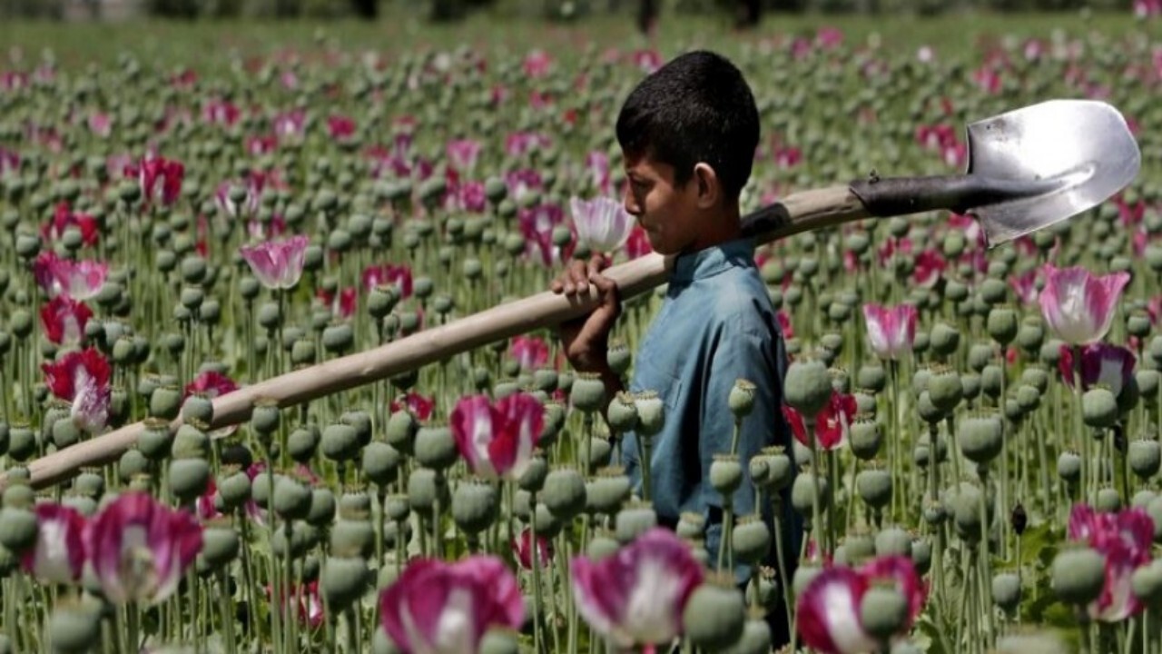 کشت کوکنار در افغانستان را زیر نظر داریم