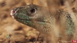 هنرنمایی جالب میمون ورزشکار + فیلم
