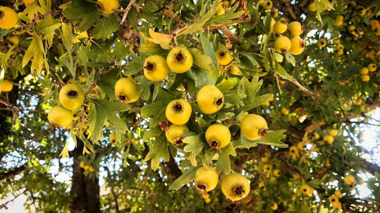 میوه زالزالک میوه زالزالک