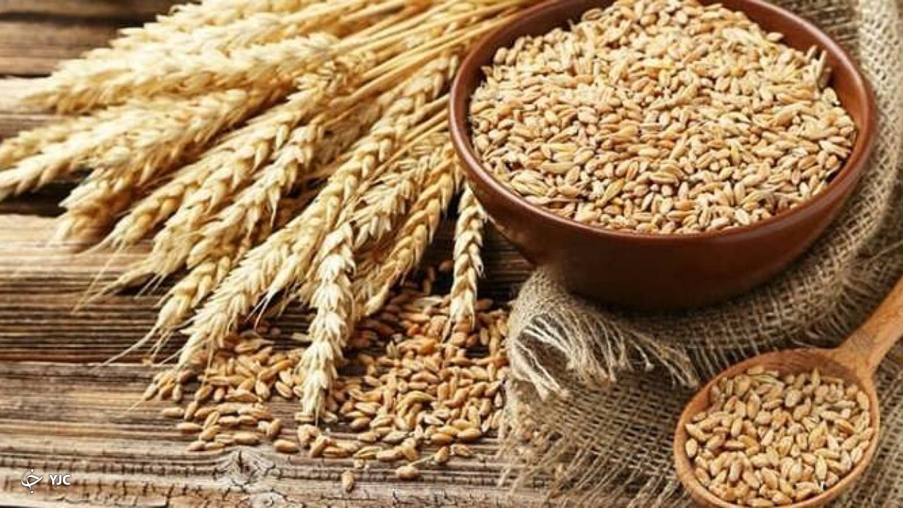 ۱۴۰ هزار هکتار از مزارع آذربایجان غربی زیر کشت گندم پاییزه رفت