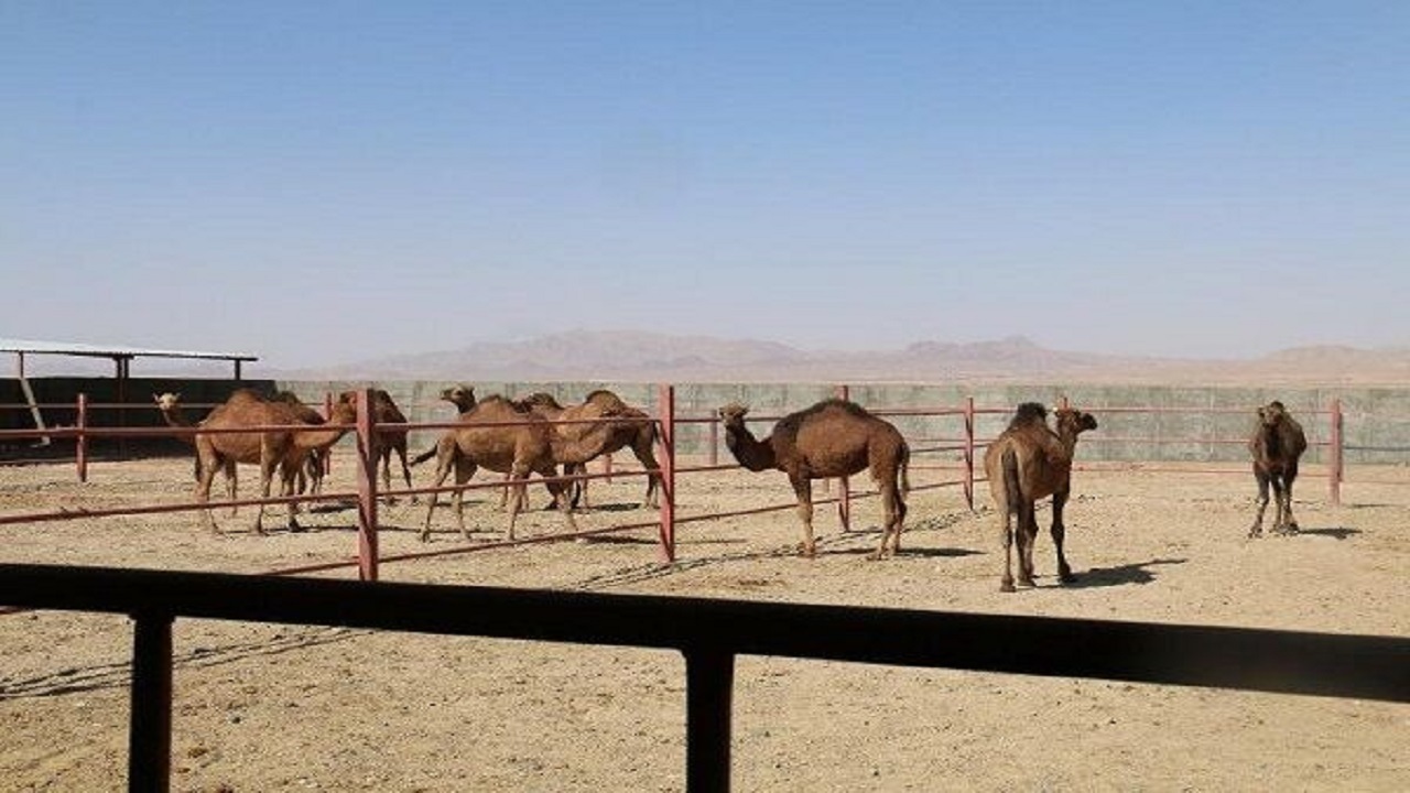 فعالیت ۳ هزار خانوار در حوزه شترداری/ نهبندان ۱۰ درصد شتر کشور را تأمین می‌کند