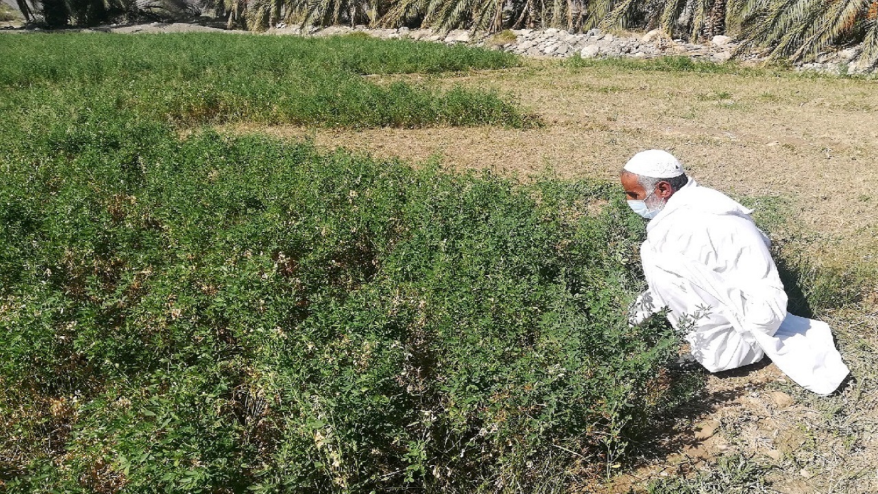 همتی بلند برای سرسبزی و توسعه کشاورزی در ایرانشهر