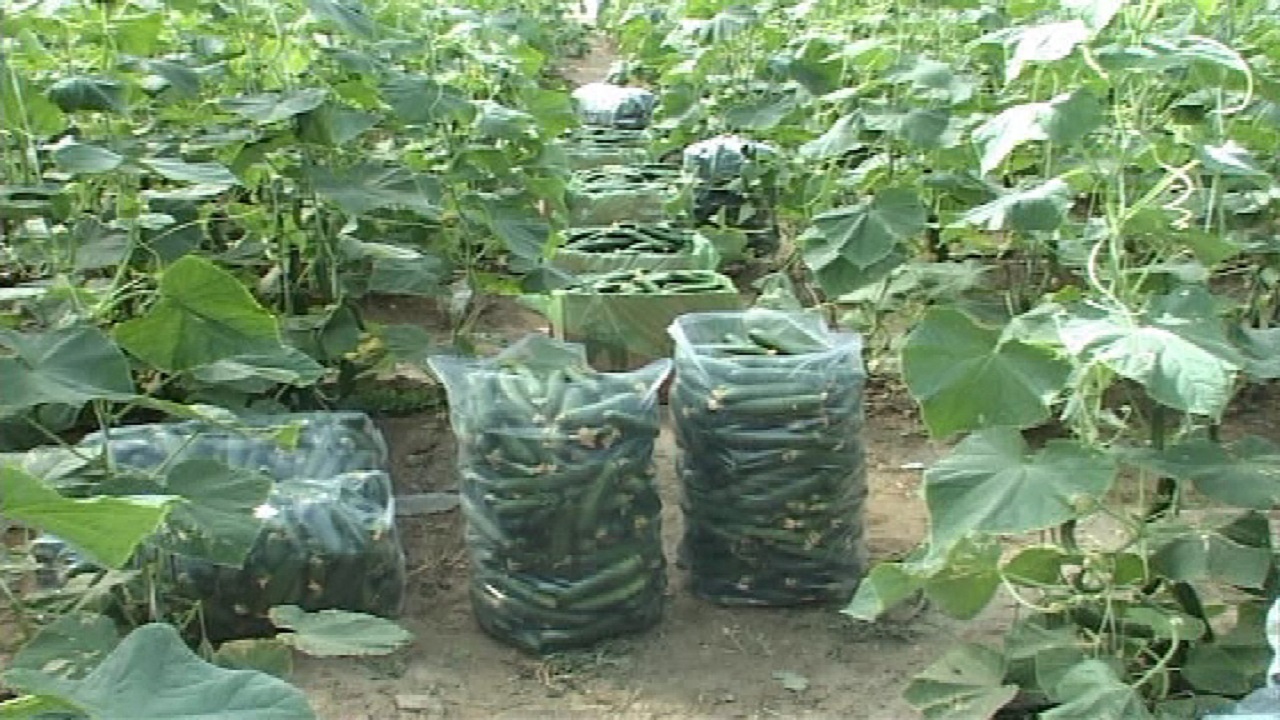 کشت خیار گلخانه ای در ۵٨ هکتار از اراضی کشاورزی ایرانشهر