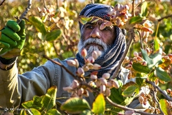 برداشت سیب - سمیرم