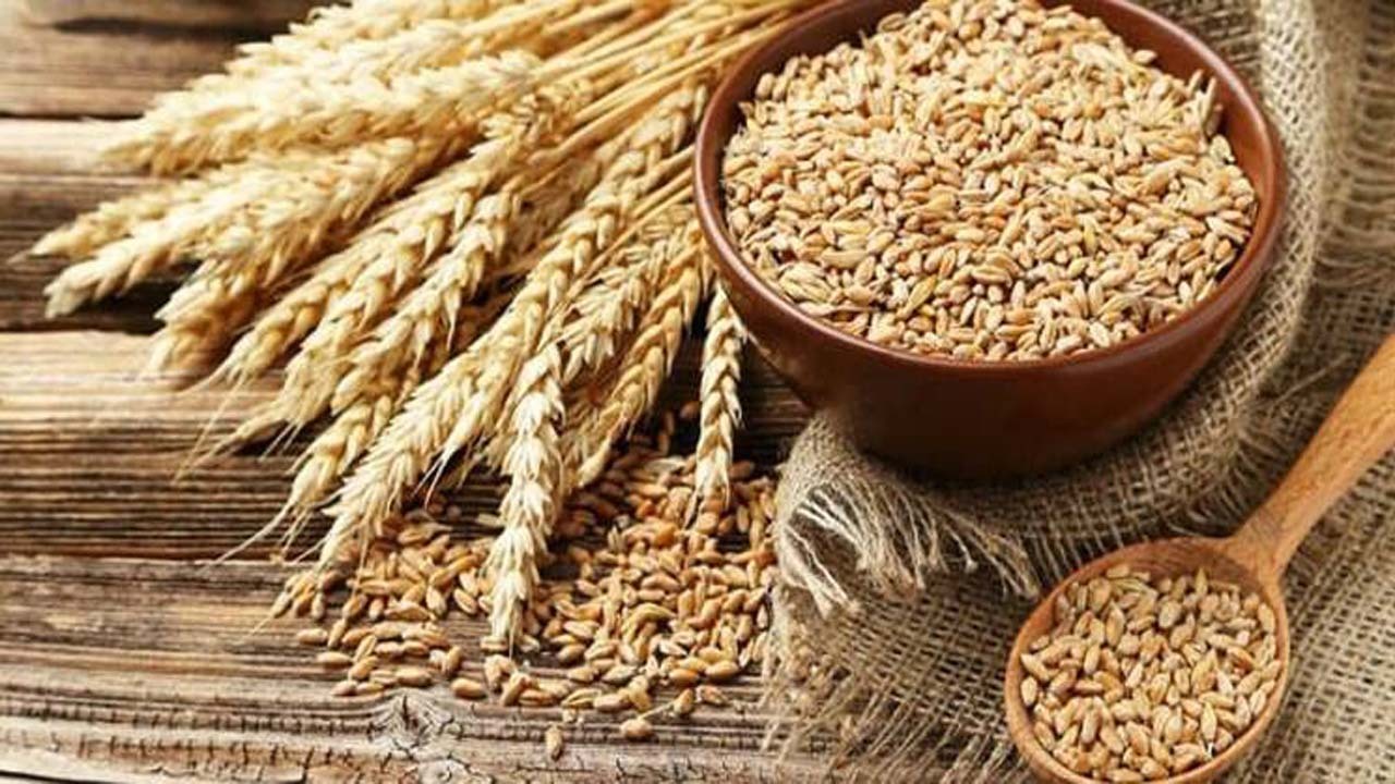 ۳۵ هزار تن گندم برای ارتقای کیفیت نان خراسان شمالی تامین شد