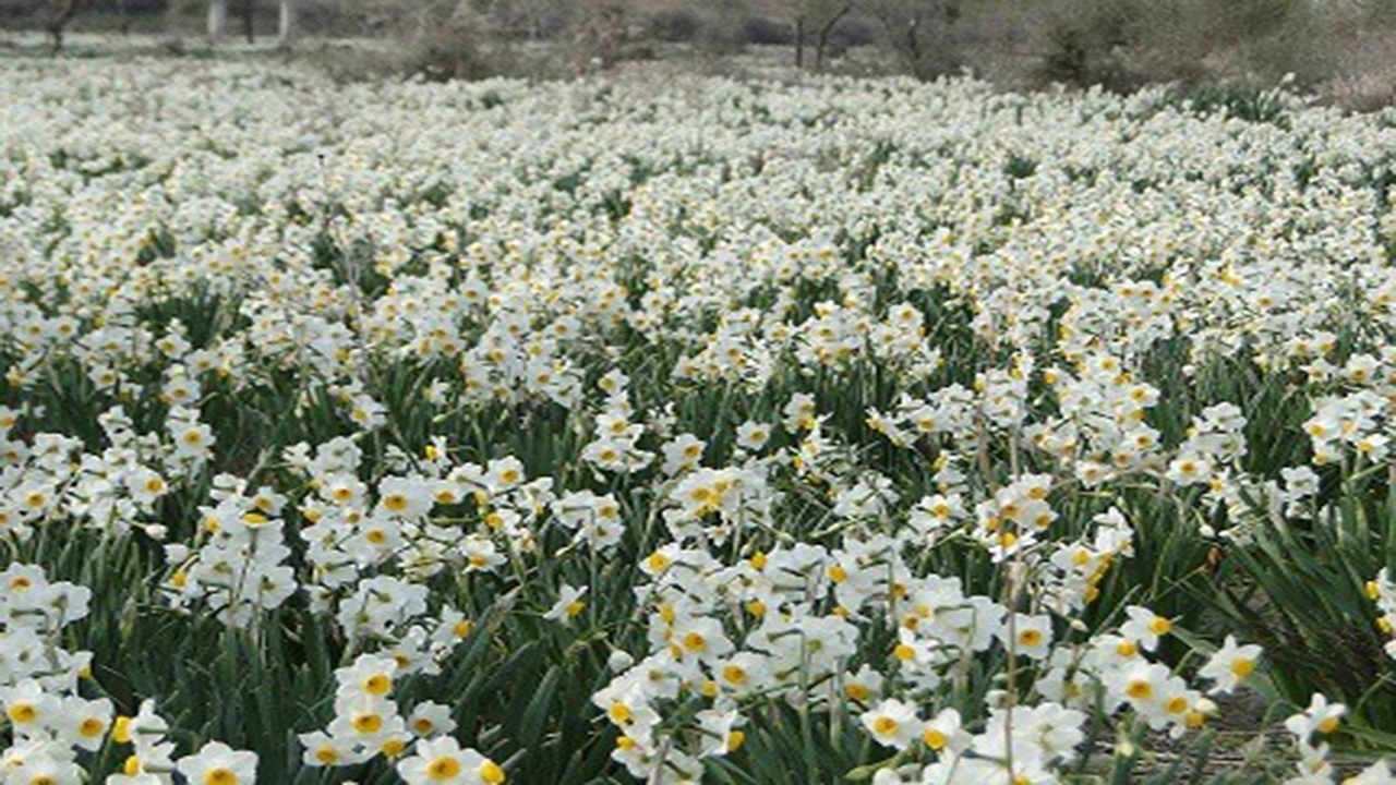 افزایش سطح زیر کشت گل نرگس در کازرون