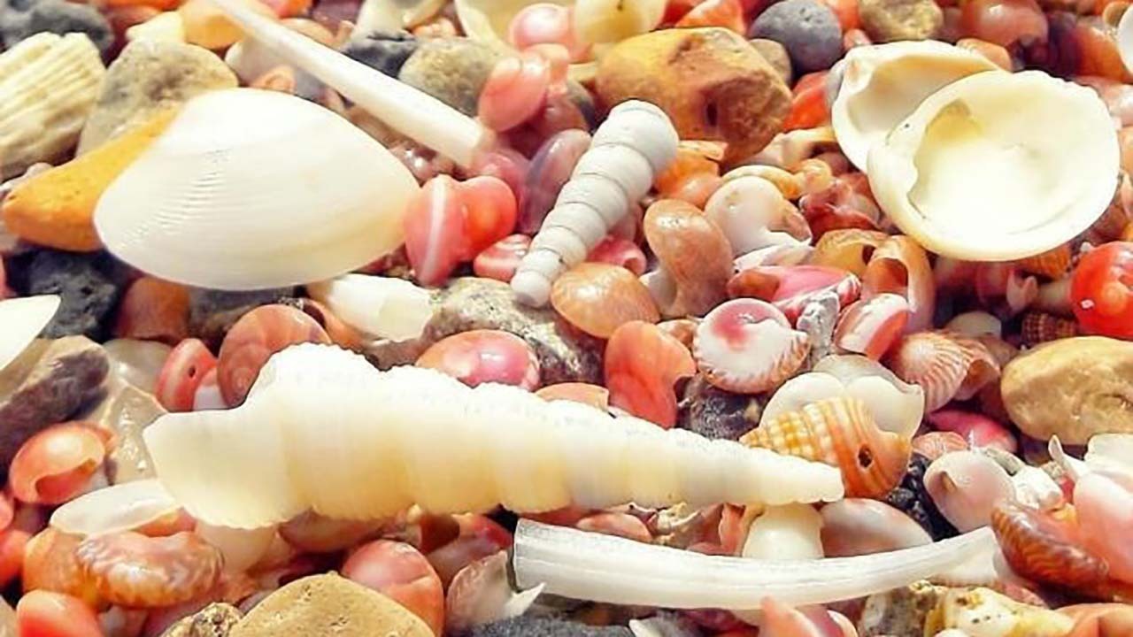 از این پس، با احتیاط خیلی بیشتری به لاک حلزون‌های لب دریا دست بزنید! + فیلم