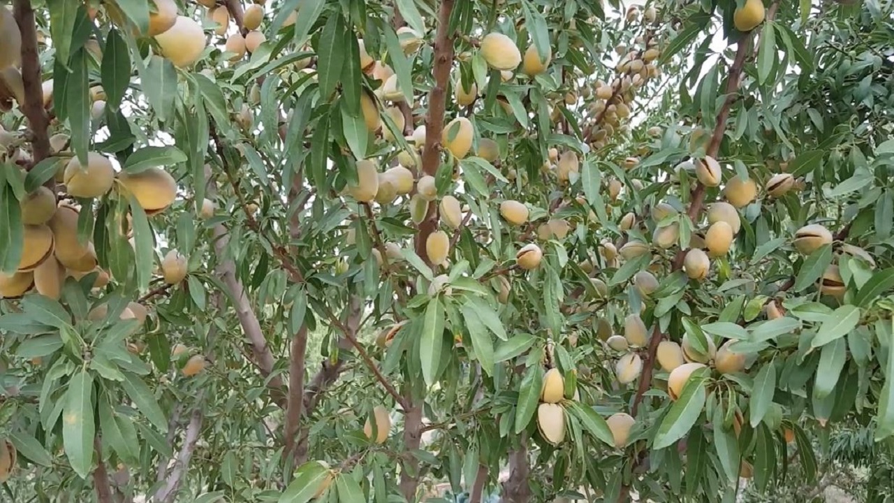 پیش بینی تولید ۲۴ تن بادام در اسکو