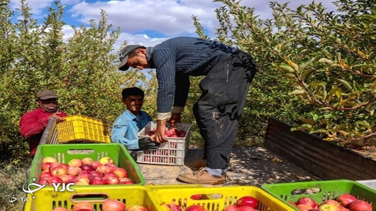 باغداران مهابادی در برداشت سیب درختی عجله کنند