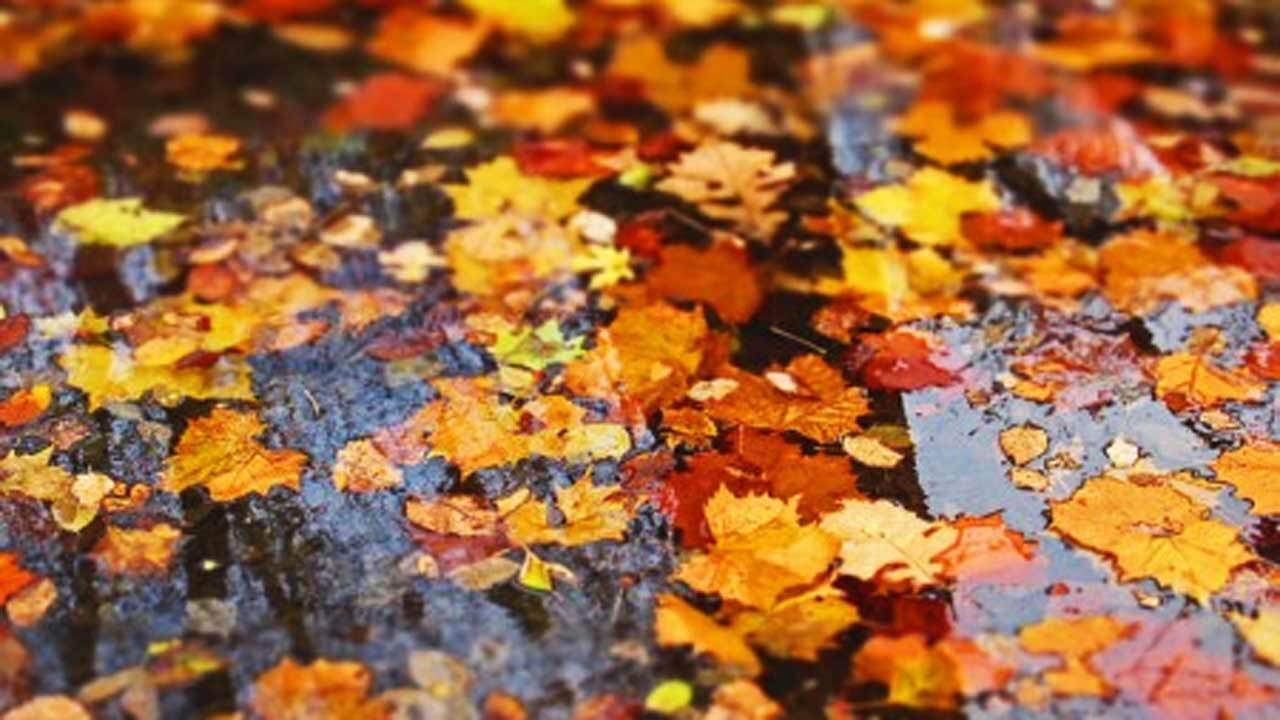 آغاز رسمی پاییز در گلستان! + فیلم
