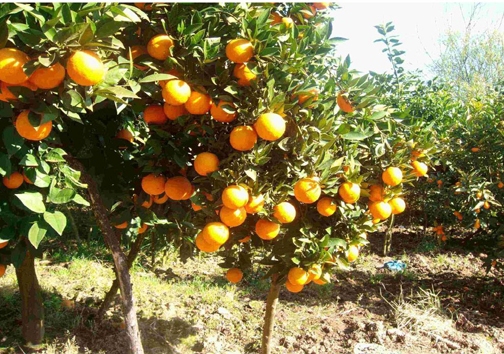 برداشت مرکبات در فارس