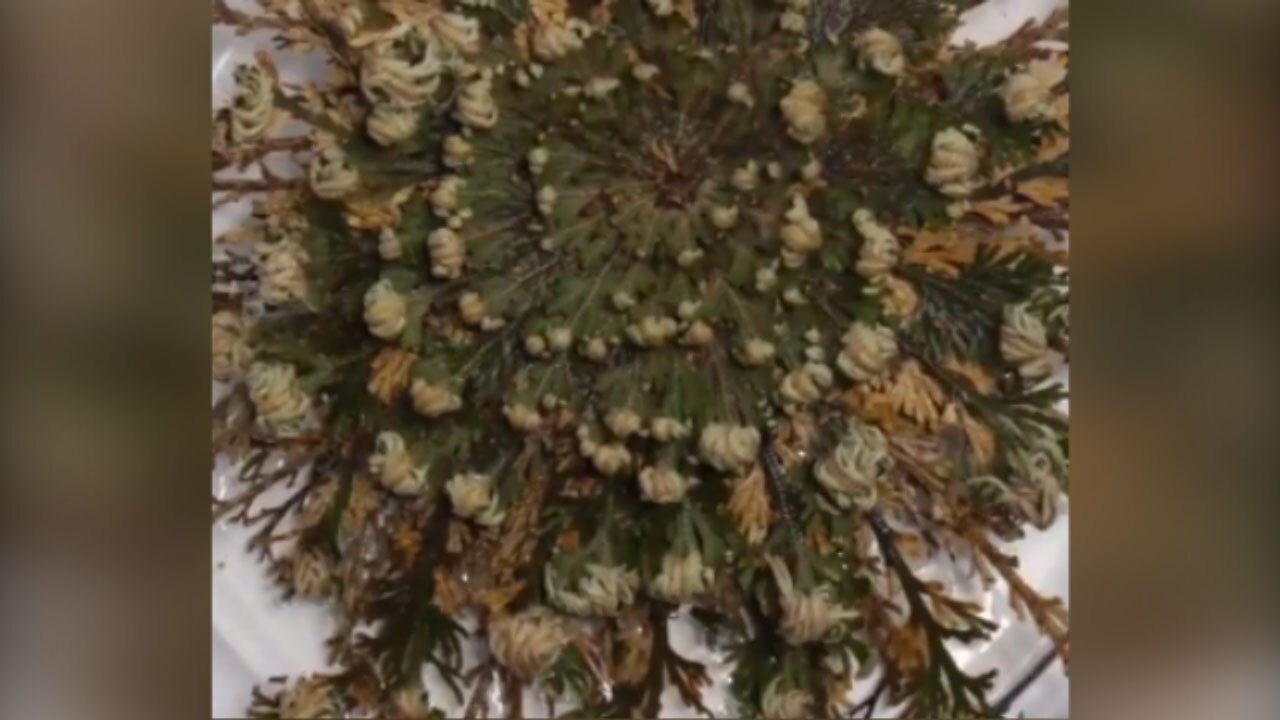 گیاهی که پس از خشک شدن دوباره سبز می‌شود + فیلم