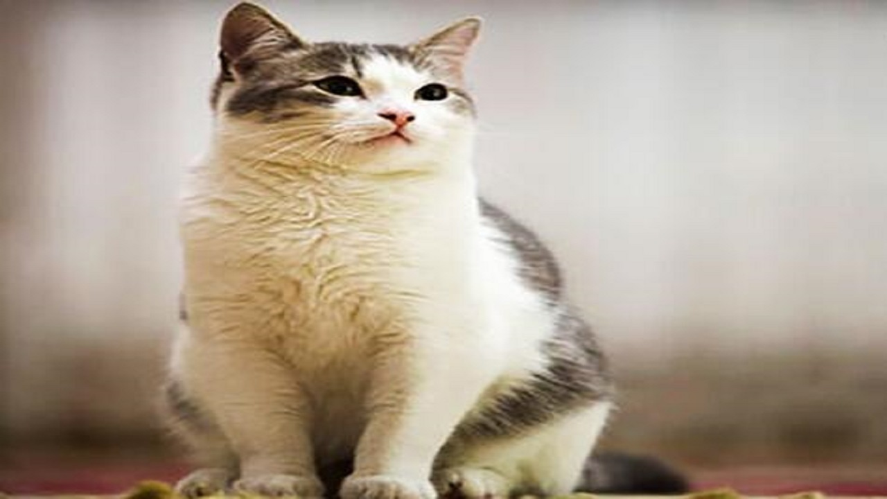 نجات بچه گربه از داخل موتور خودرو! + فیلم