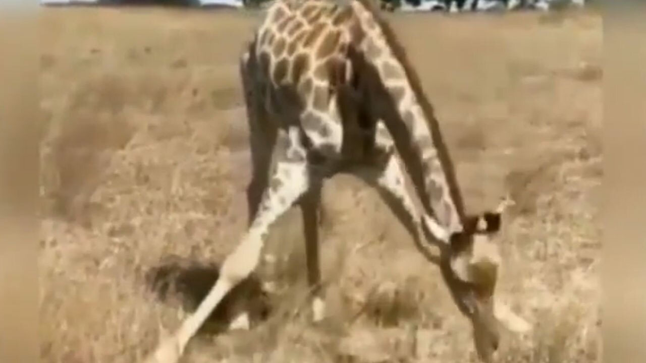 غذا خوردن جالب زرافه + فیلم