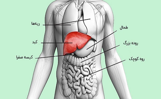 چگونه کبد خود را سالم نگه داریم؟