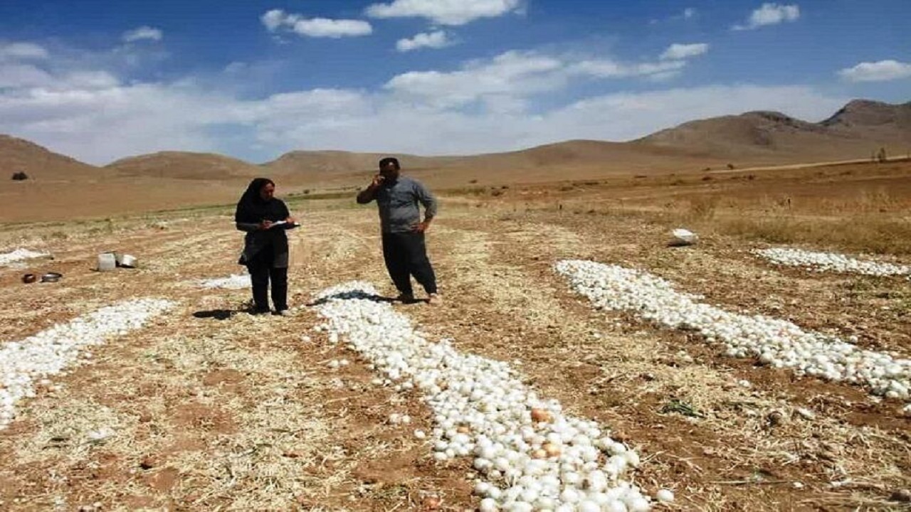 برداشت ۳ هزار و ۶۰۰ تن پیاز در شمال سمیرم