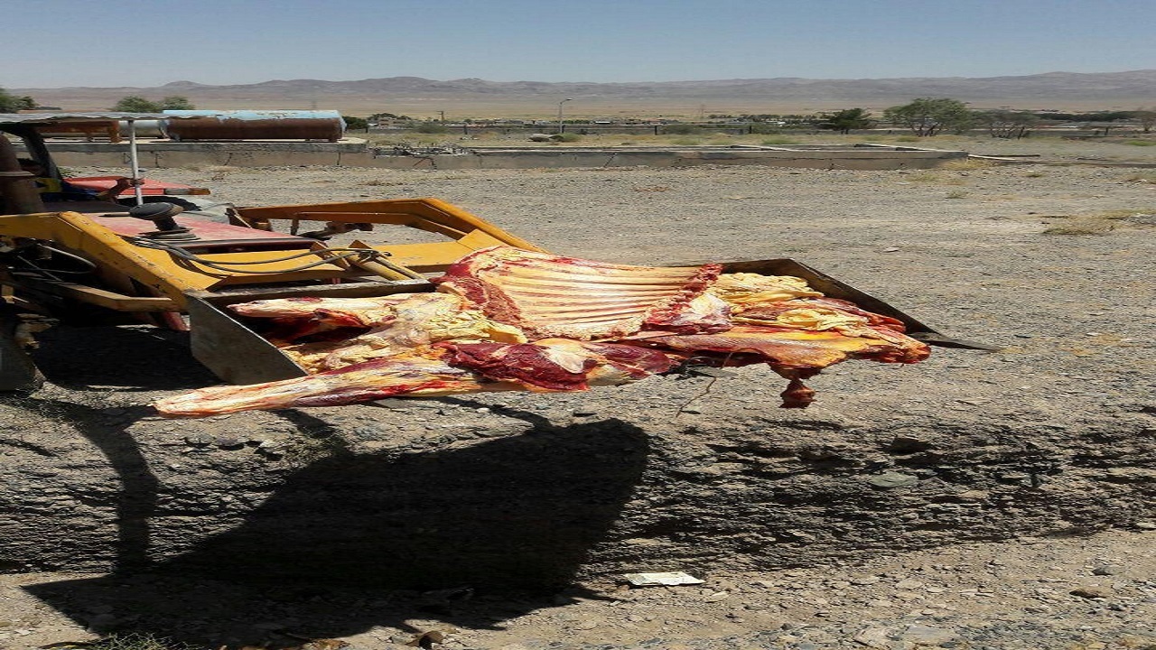 معدوم سازی ۱۶۰ کیلوگرم گوشت شتر در نهبندان