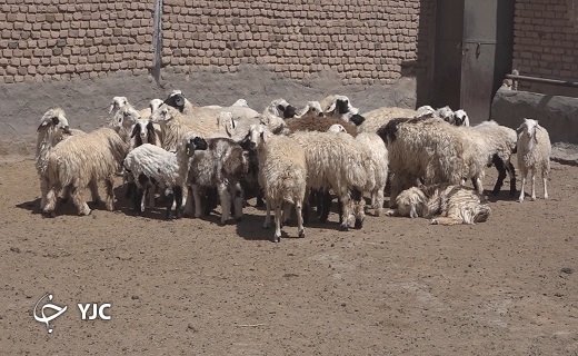 به واسطه نبود نهاده دامی، بسیاری از دامداری ها به مرز ورشکستگی رسیده اند