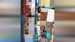 فصل برداشت نارنگی از راه رسید + فیلم