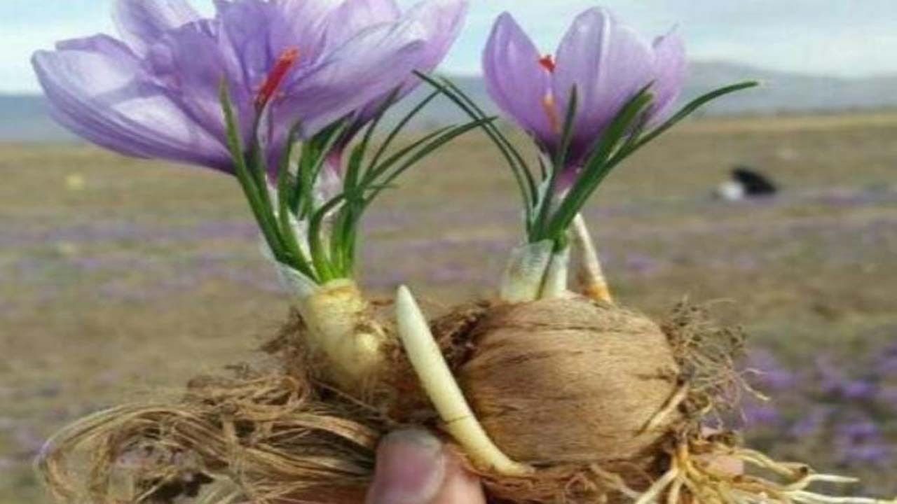 آغاز کشت پیاز زعفران در فاروج