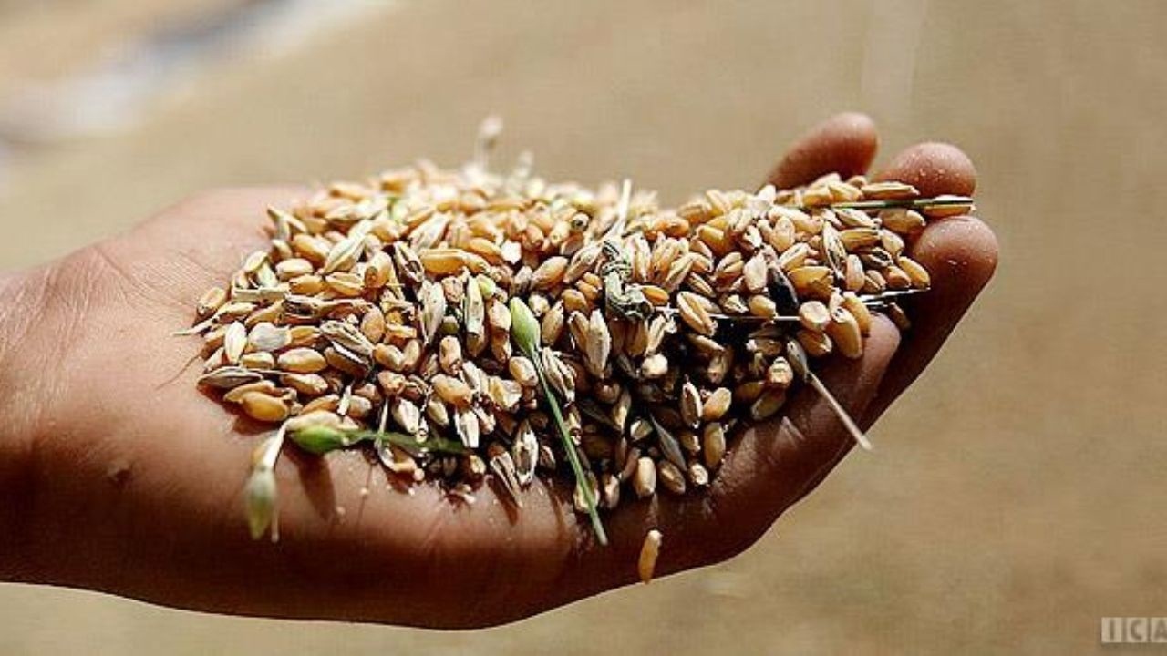 توزیع بیش از یک هزار تُن بذر گندم و کلزا بین کشاورزان رامشیر