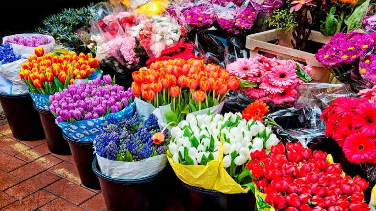صادرات ۱۰۵ هزار گلدان گل از نوشهر
