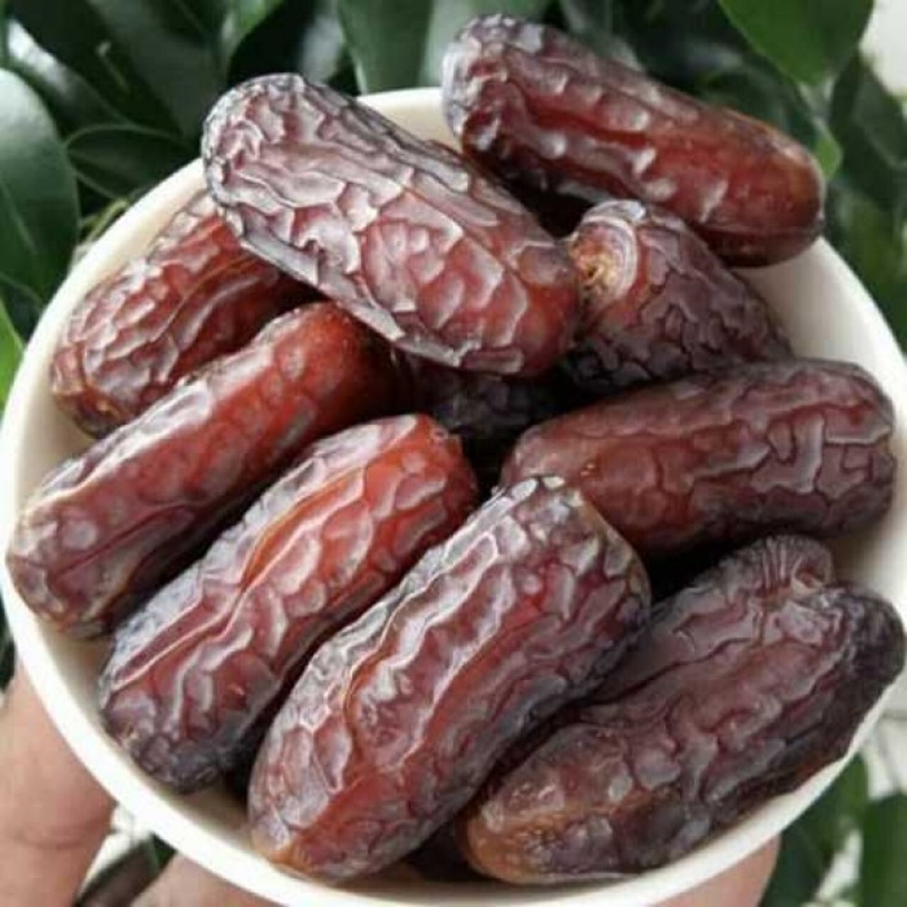 آغاز برداشت خرمای پیارم در حاجی آباد